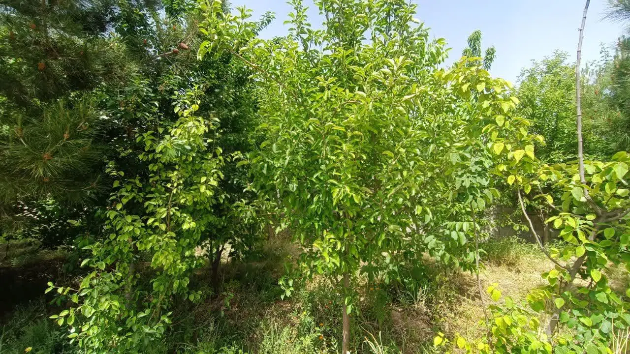 باغچه سرسبز