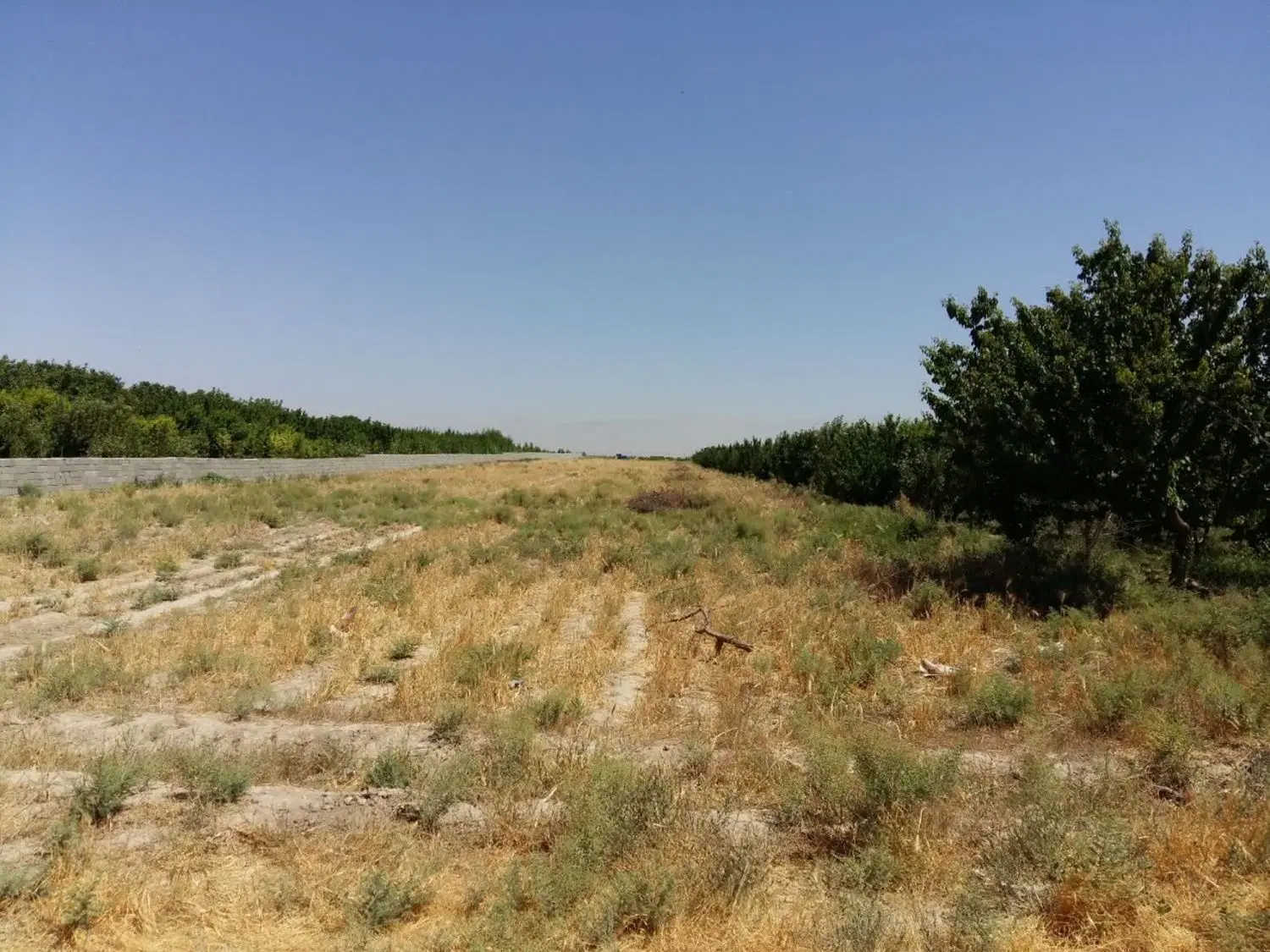 زمین مناسب باغچه و گلخانه
