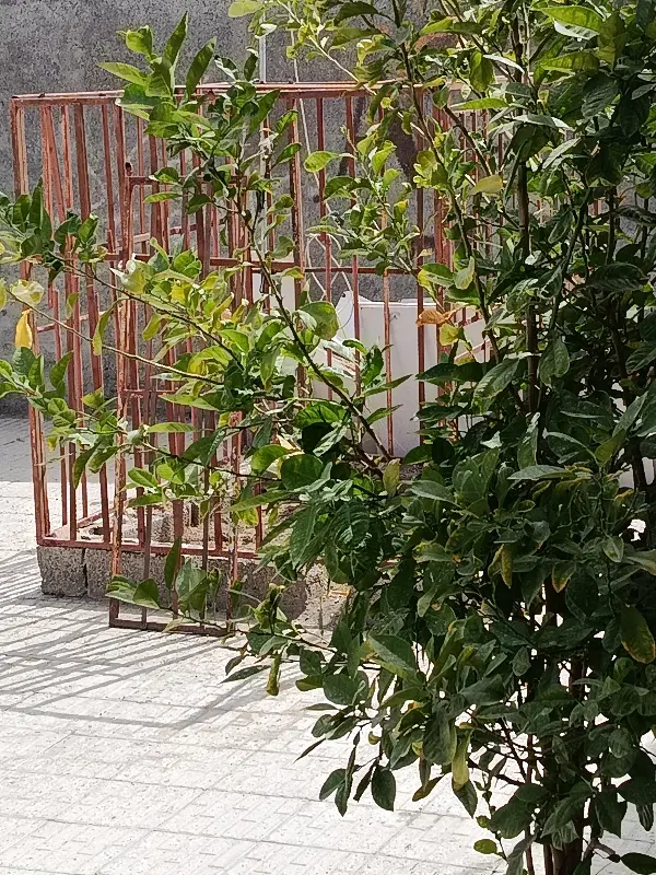 اجاره