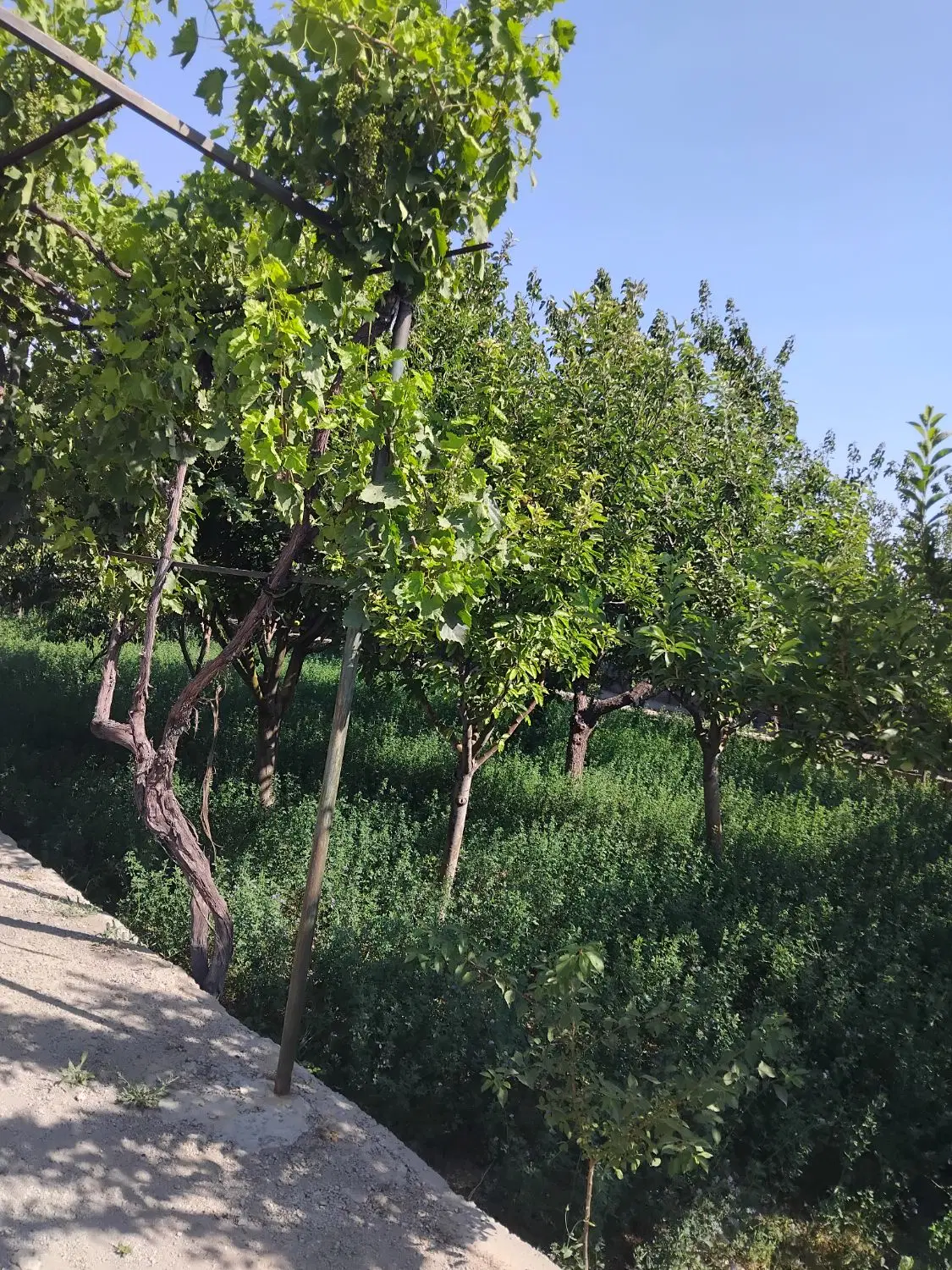 فروش باغ همه چیز آماده هست