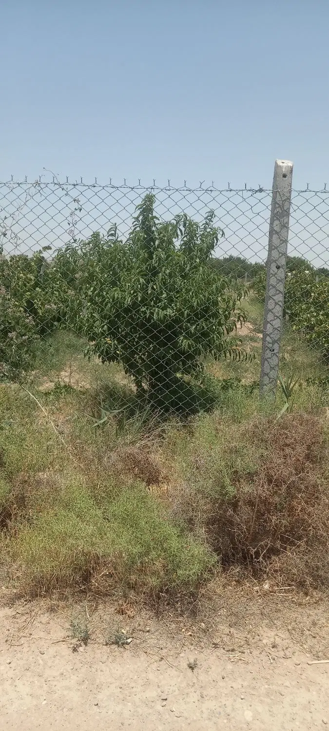 باغ انگور ایستاده