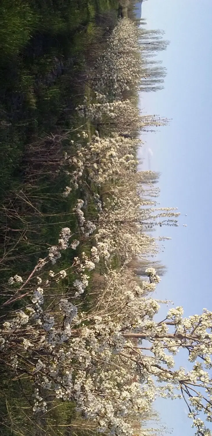 باغچه و الوان در ایروانلو