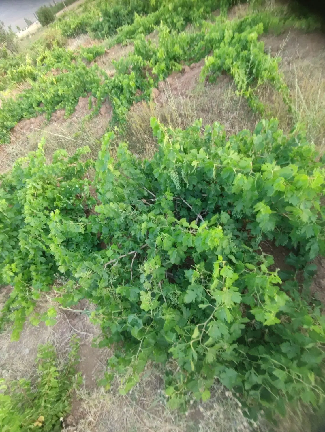 باغ سراب عباس آباد