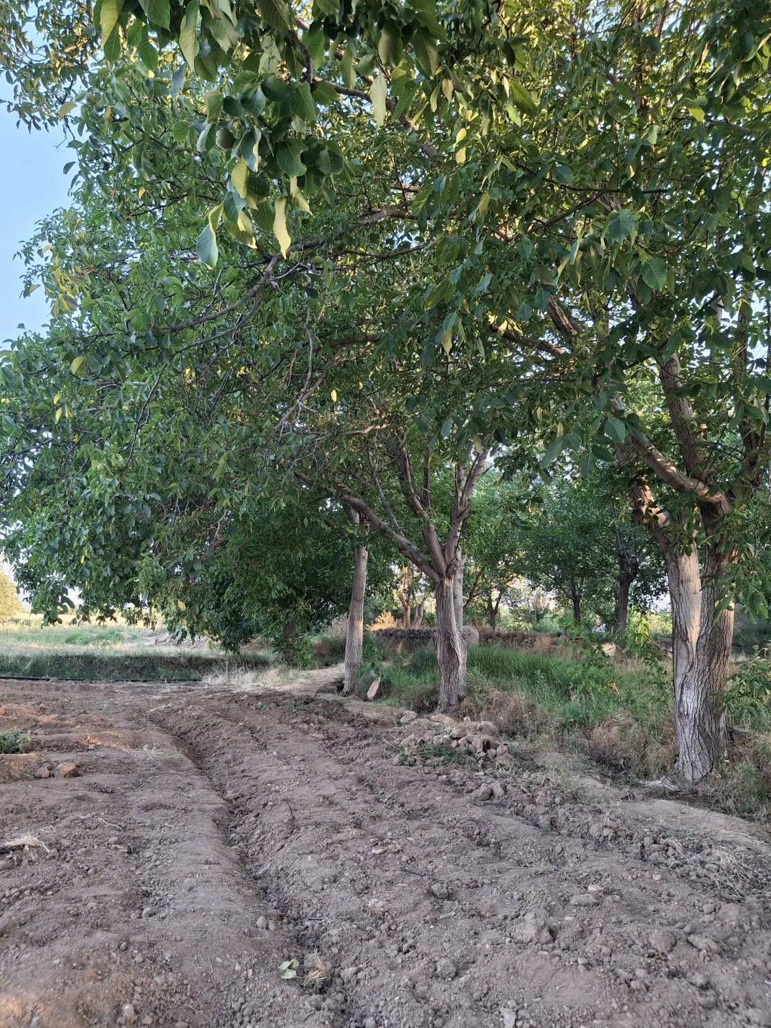 زمین باغی