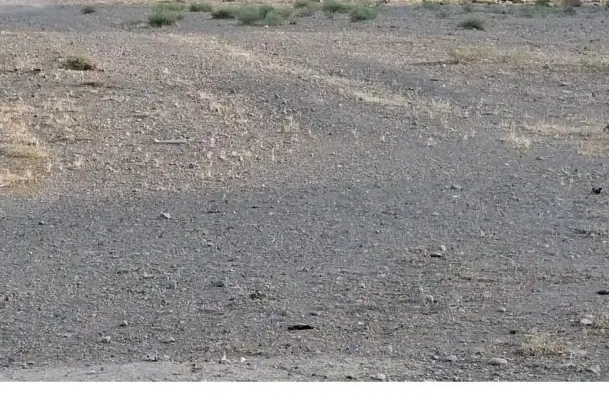 زمین باغی مناسب سرمایه گذاری