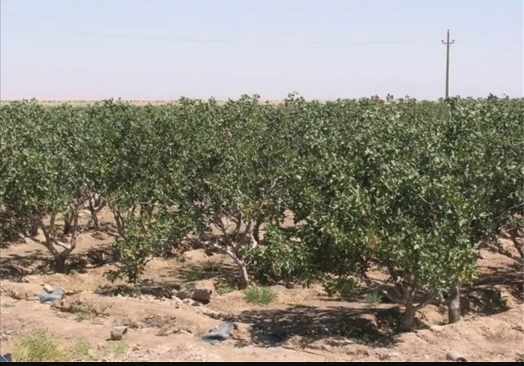 زمین پسته