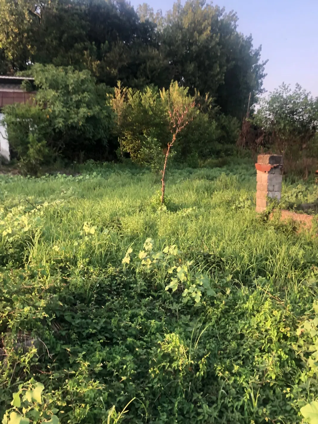 زمین مسکونی ساحلی