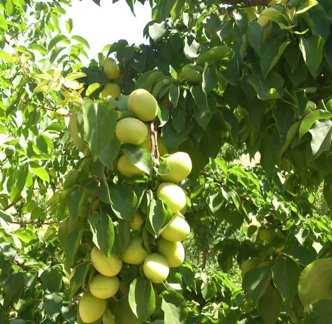 فروش زمین