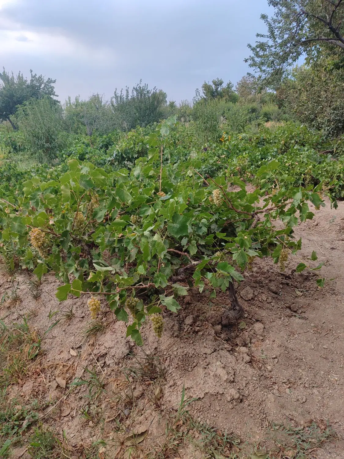 باغ میوه و انگور مرزیجران
