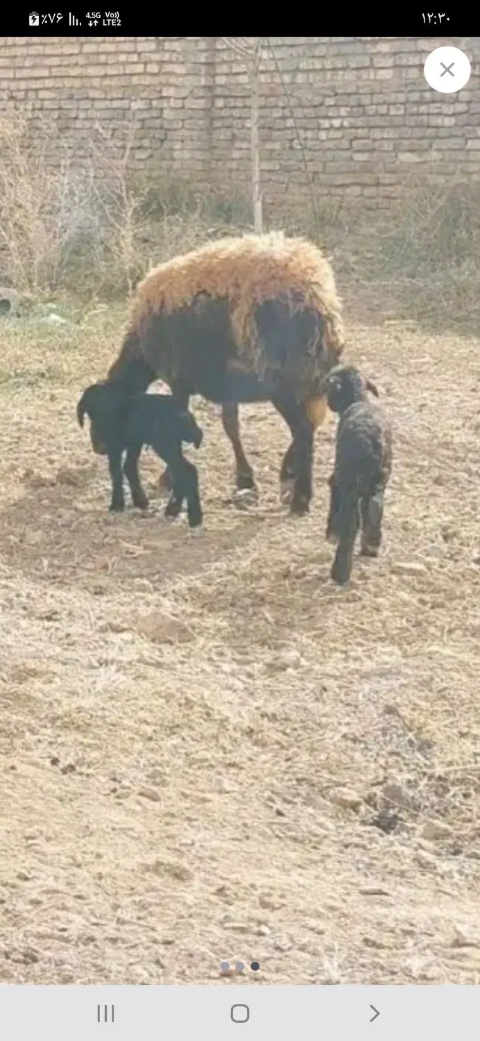 گوسفند معاوضه با آپارتمان
