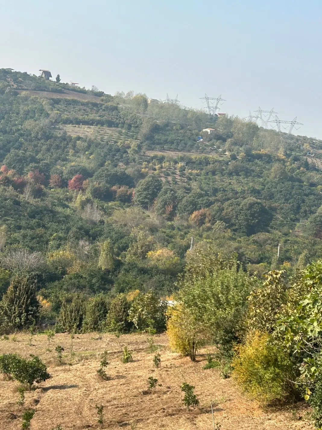 فروش باغ مرکبات