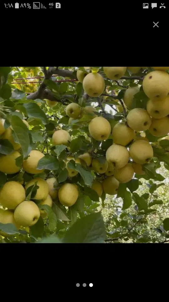 باغ دماوندجابان تک برگ