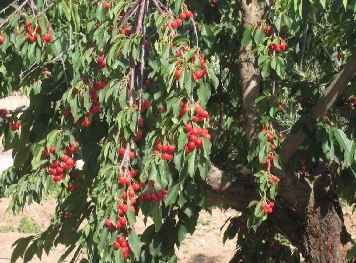 فروش باغ دره مرادبیگ