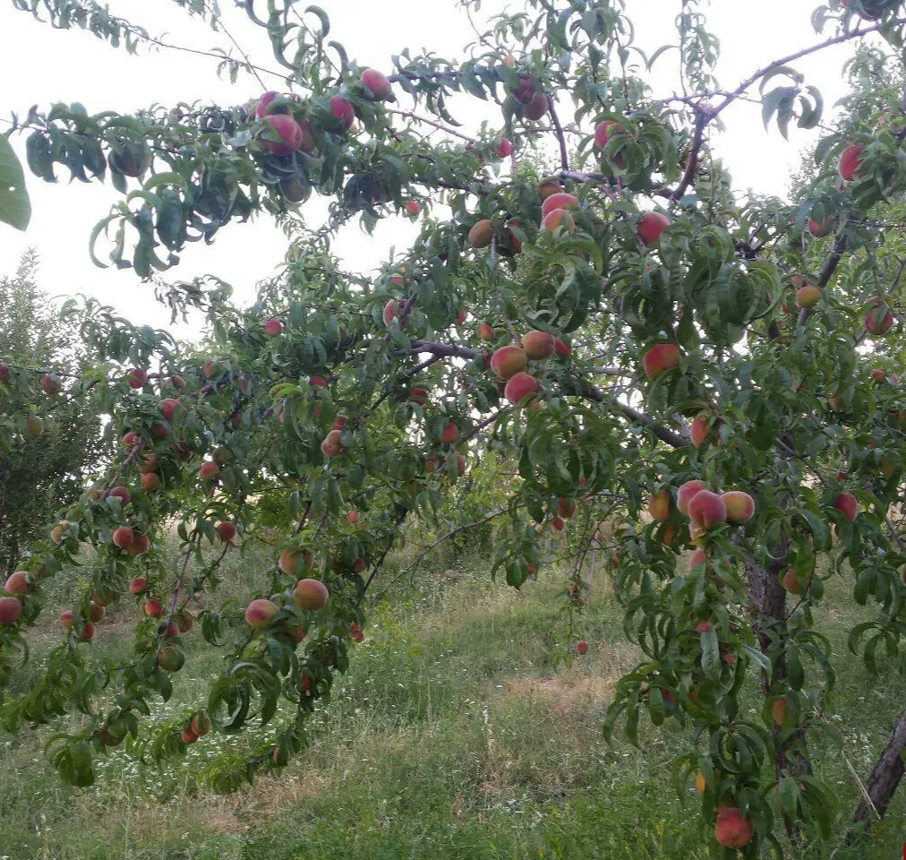 باغ در ملک آباد