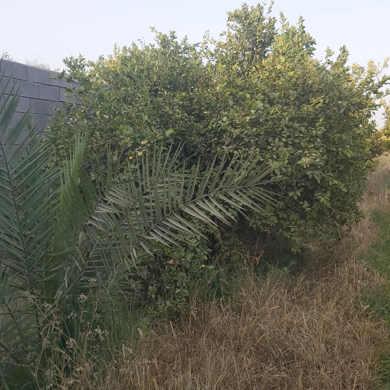 باغچه جاده خوشبختی