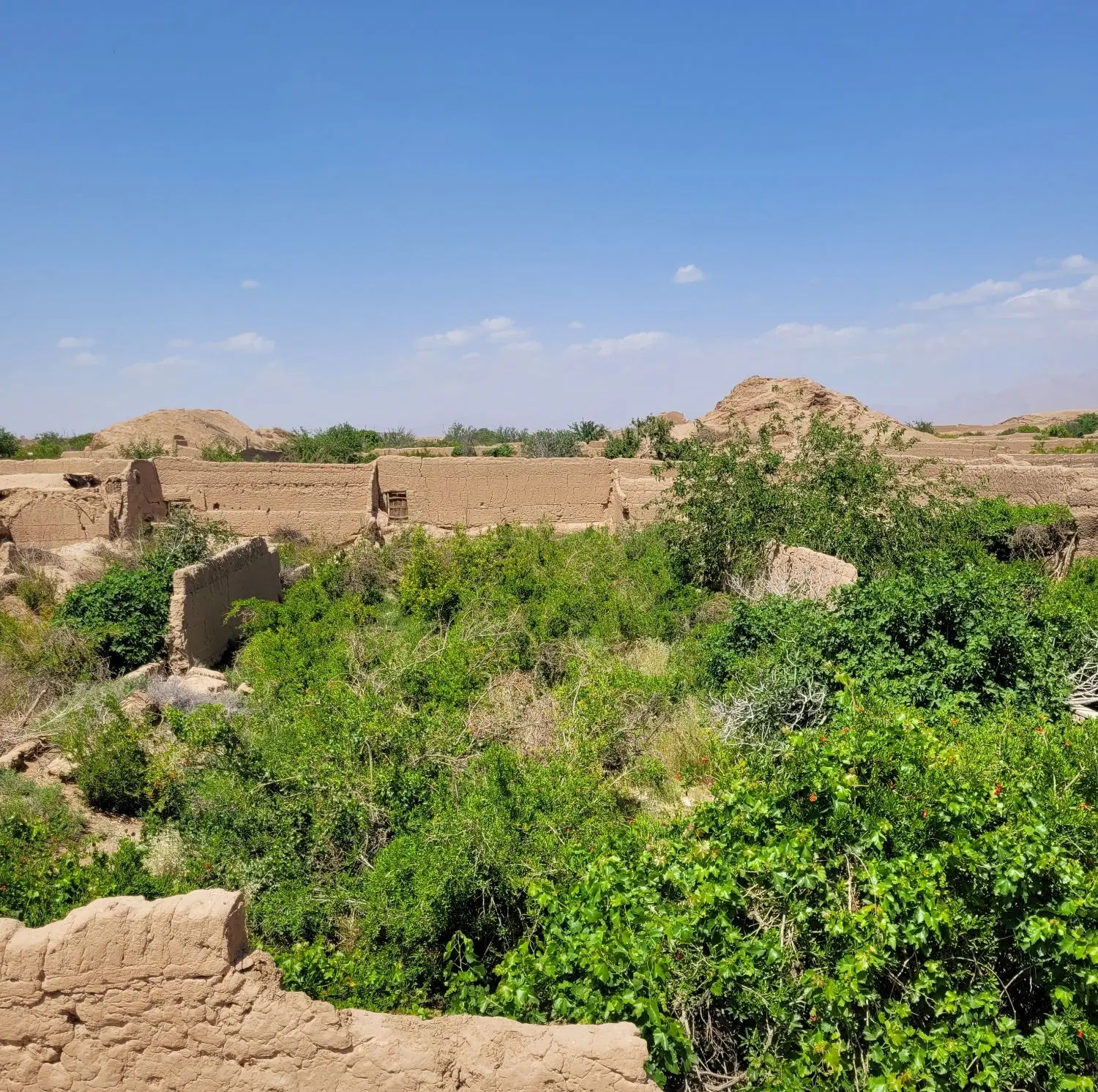 باغ انار شاهدیه
