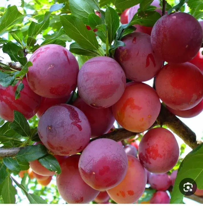 باغچه آلو زیر قیمت