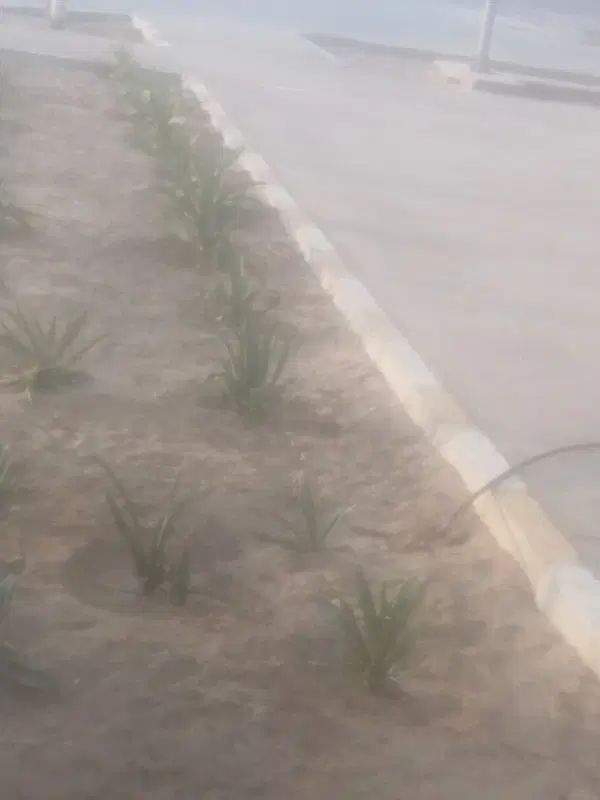 زمین سراه گورک دهنو