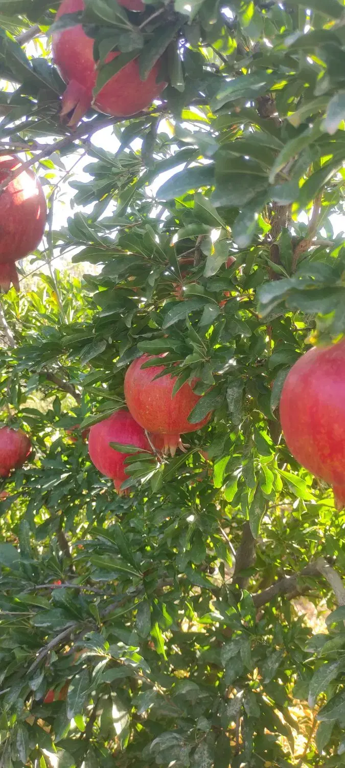 فروش باغ انار