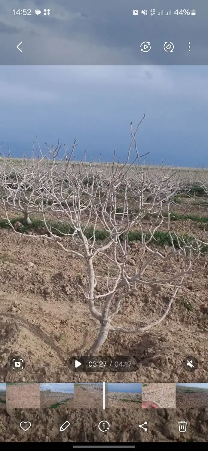 فروش باغ پسته در روستای سیوکی چاه معروف به سیفی