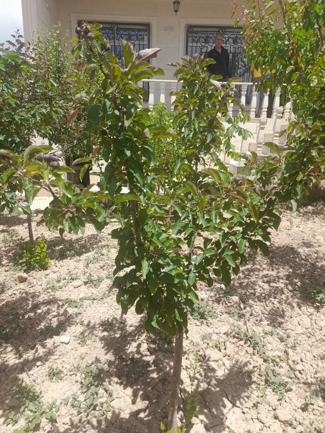 زمین ۲۶۰ متر سند تک‌ برگ آبسرد
