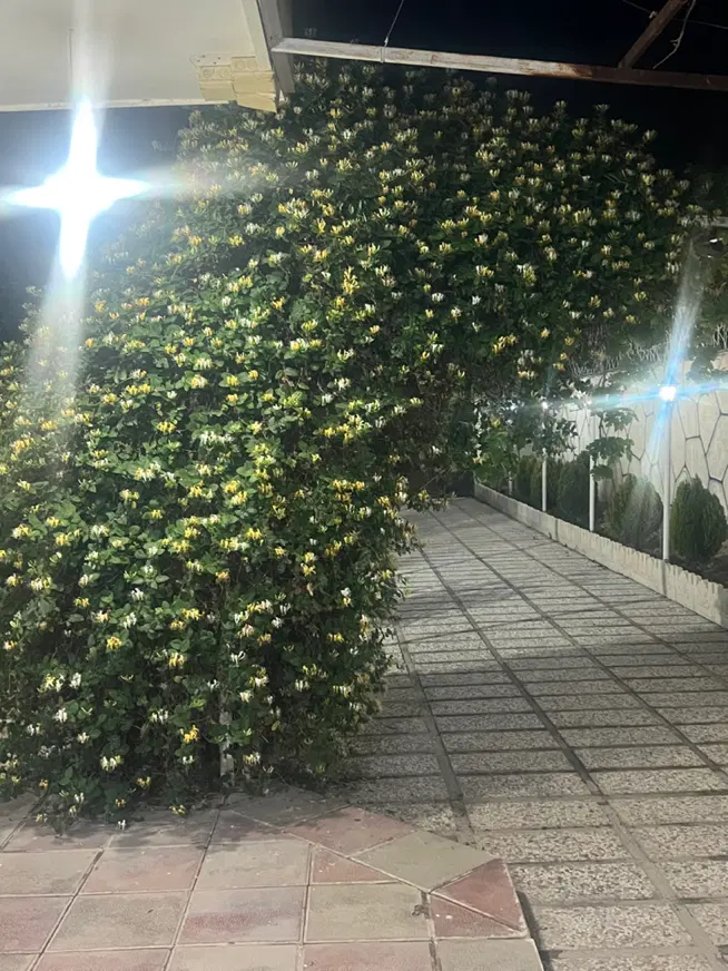 باغ