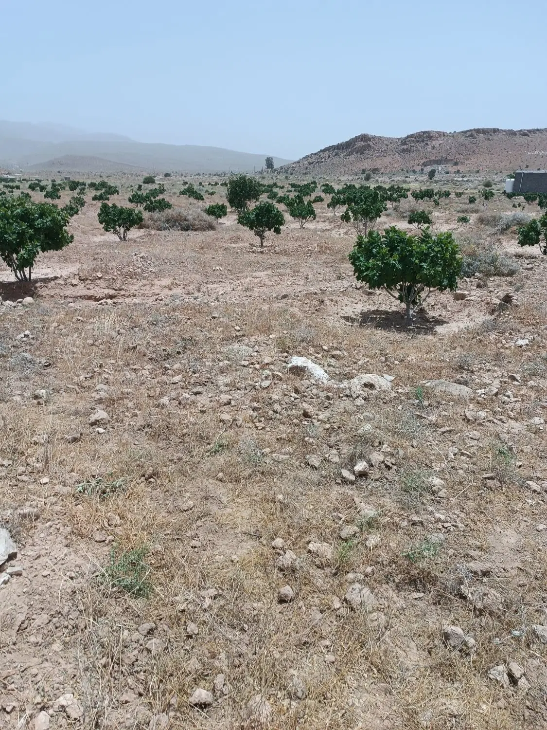 ملک انجیر سه ساله