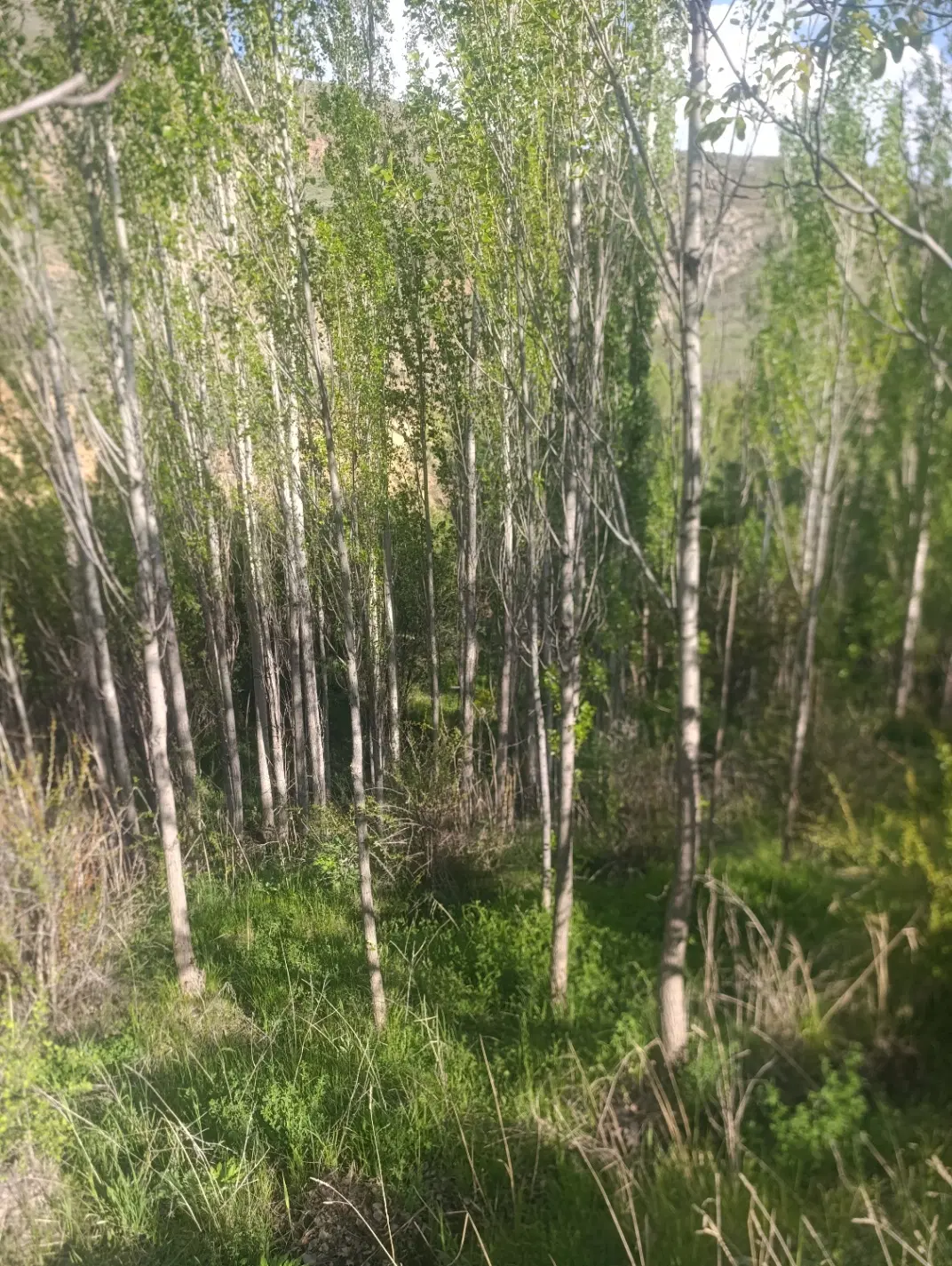 باغ تک برگ سند