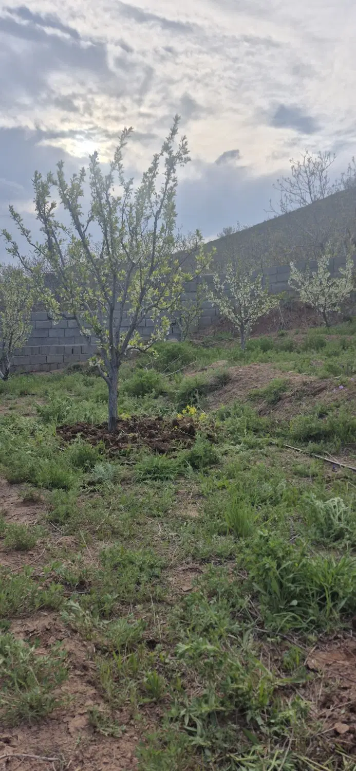 باغ جاده مرند  سیوان پیام شوردرق