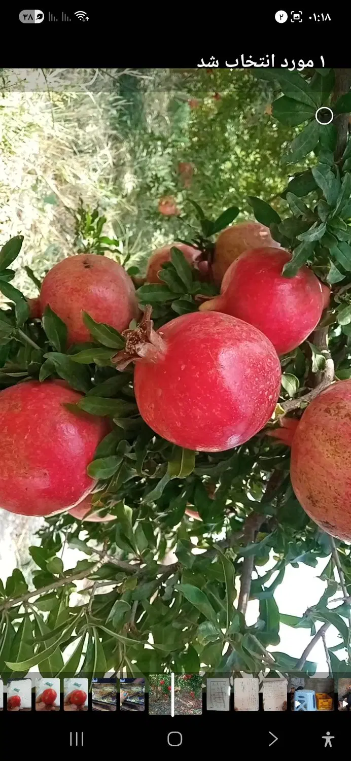 فروش باغ