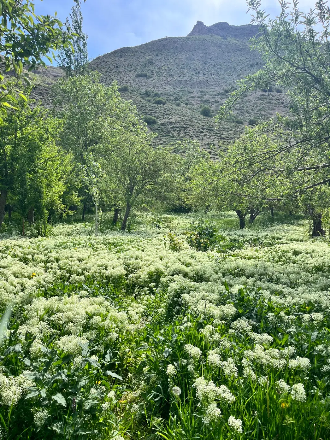 باغ دور دیوار کوچه ارش