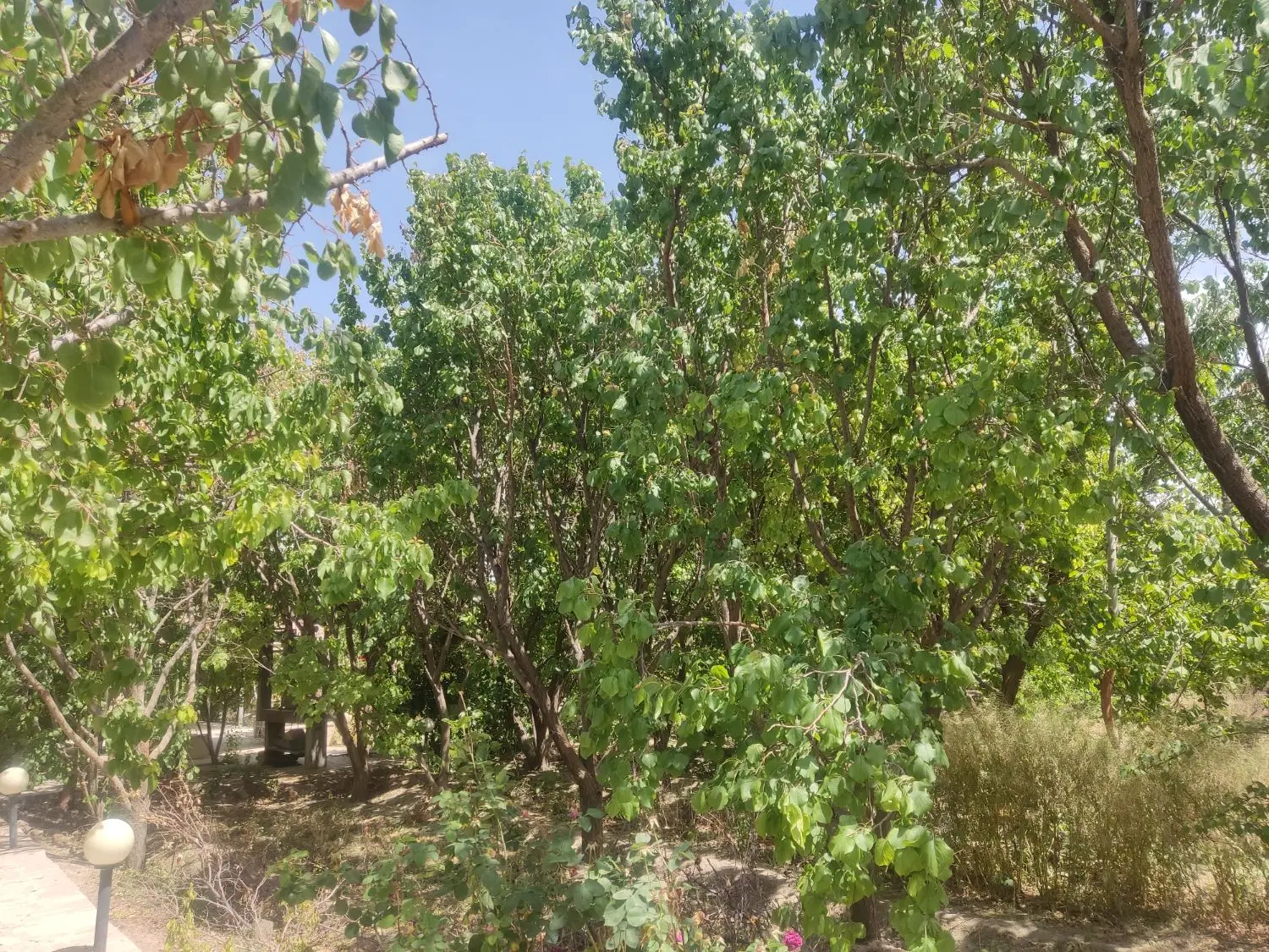 باغ باغچه ویلا