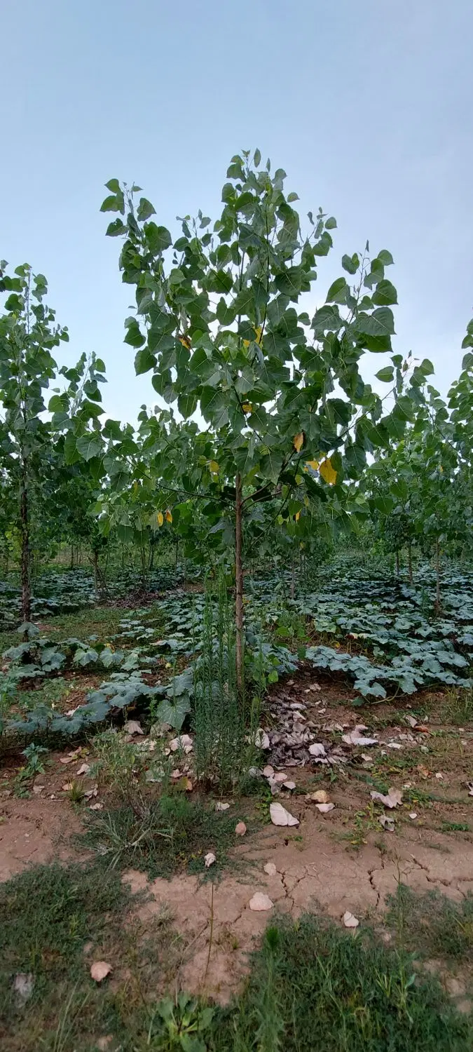 فروش زمین باغی با درخت صنوبر ضیابر