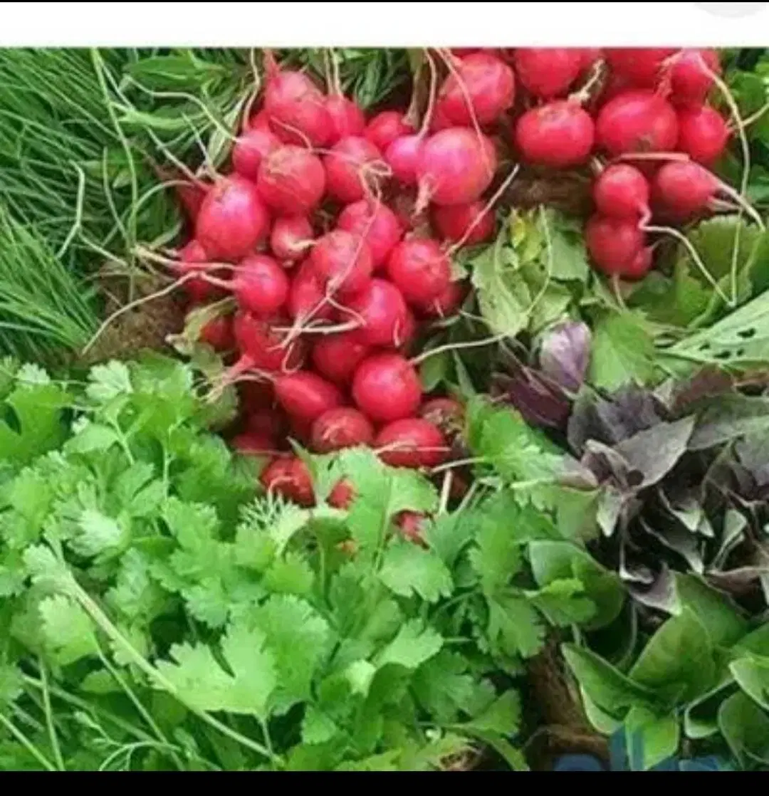 اجاره فال سبزی