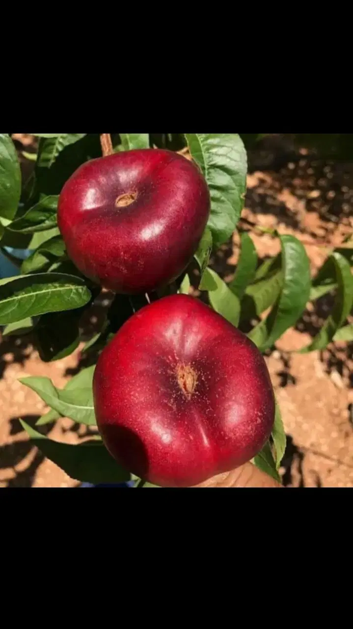 فروش ویامعاوضه باغ۷۸۰متری درروستای درغول
