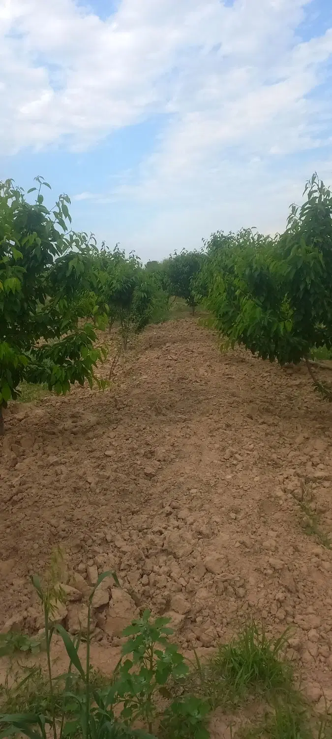 باغ سند دار