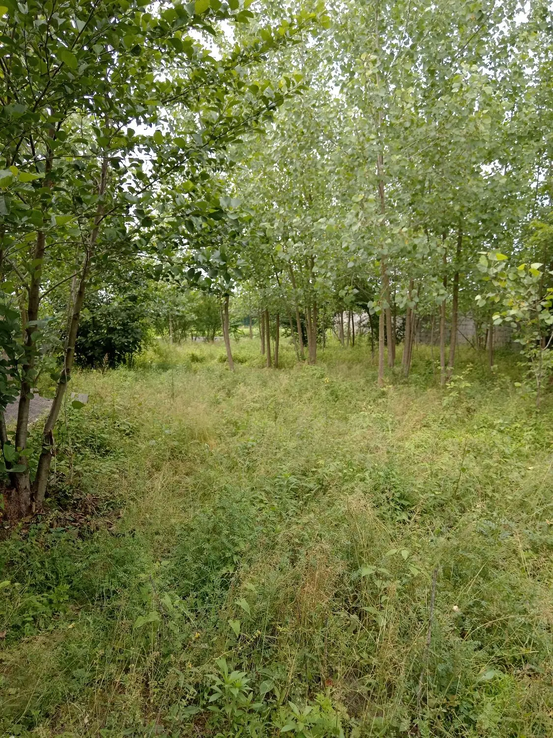 زمین مسکونی