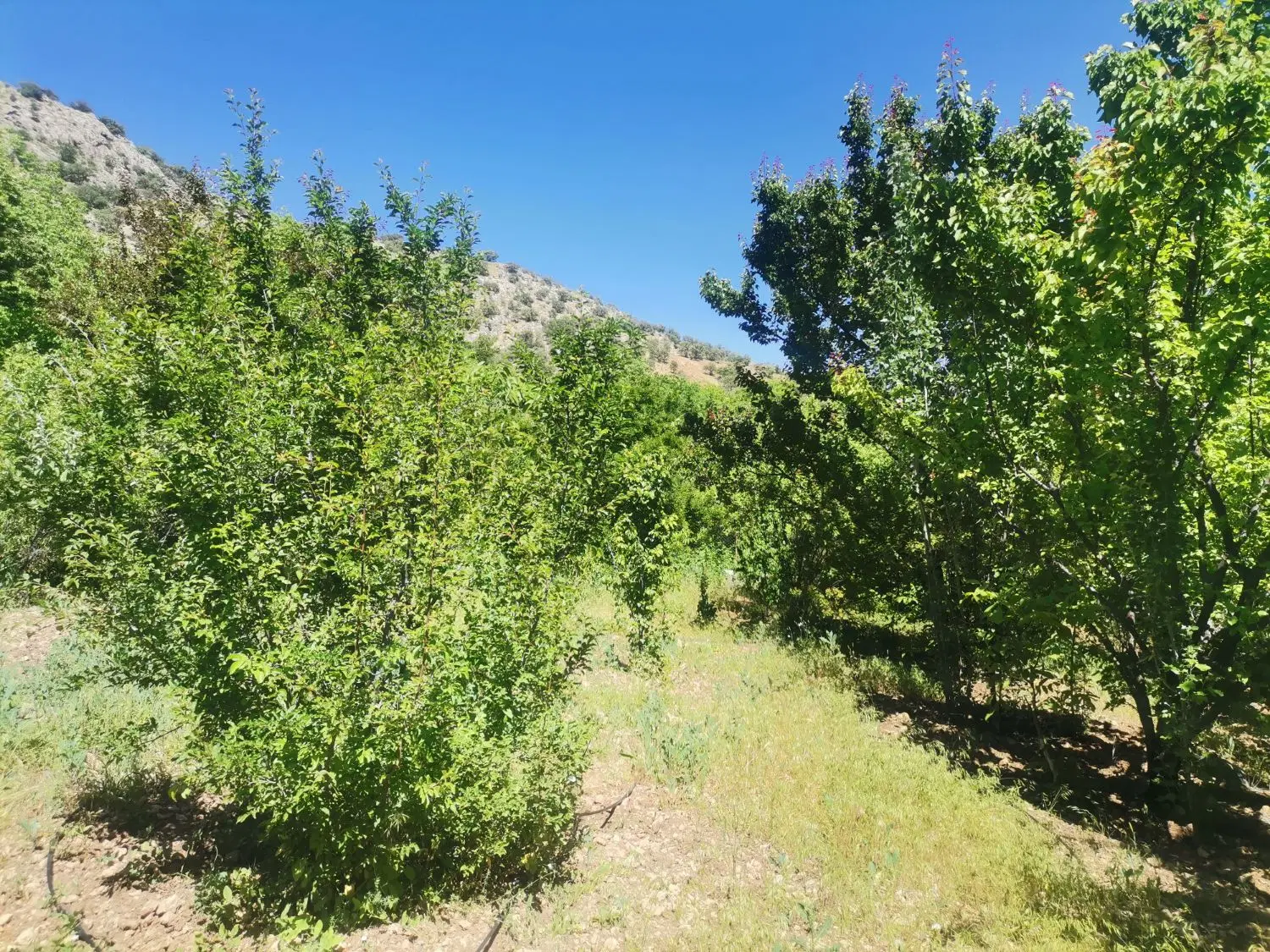 باغ در بهترین منطقه یاسوج.روستای امیرآباد سی سخت
