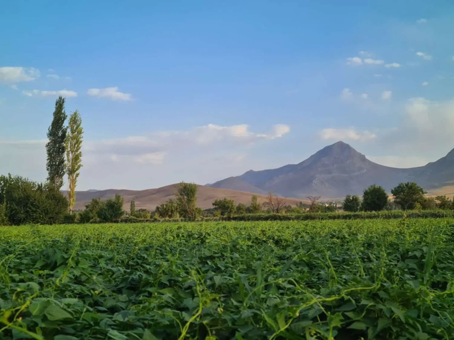 باغ و زمین کشاورزی روستای نصرآباد با ۶ ساعت آب چاه