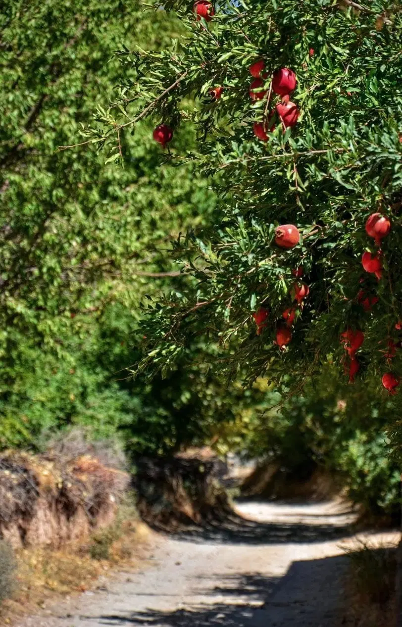 باغ سکنایی  شاهدیه( ابرندآباد )