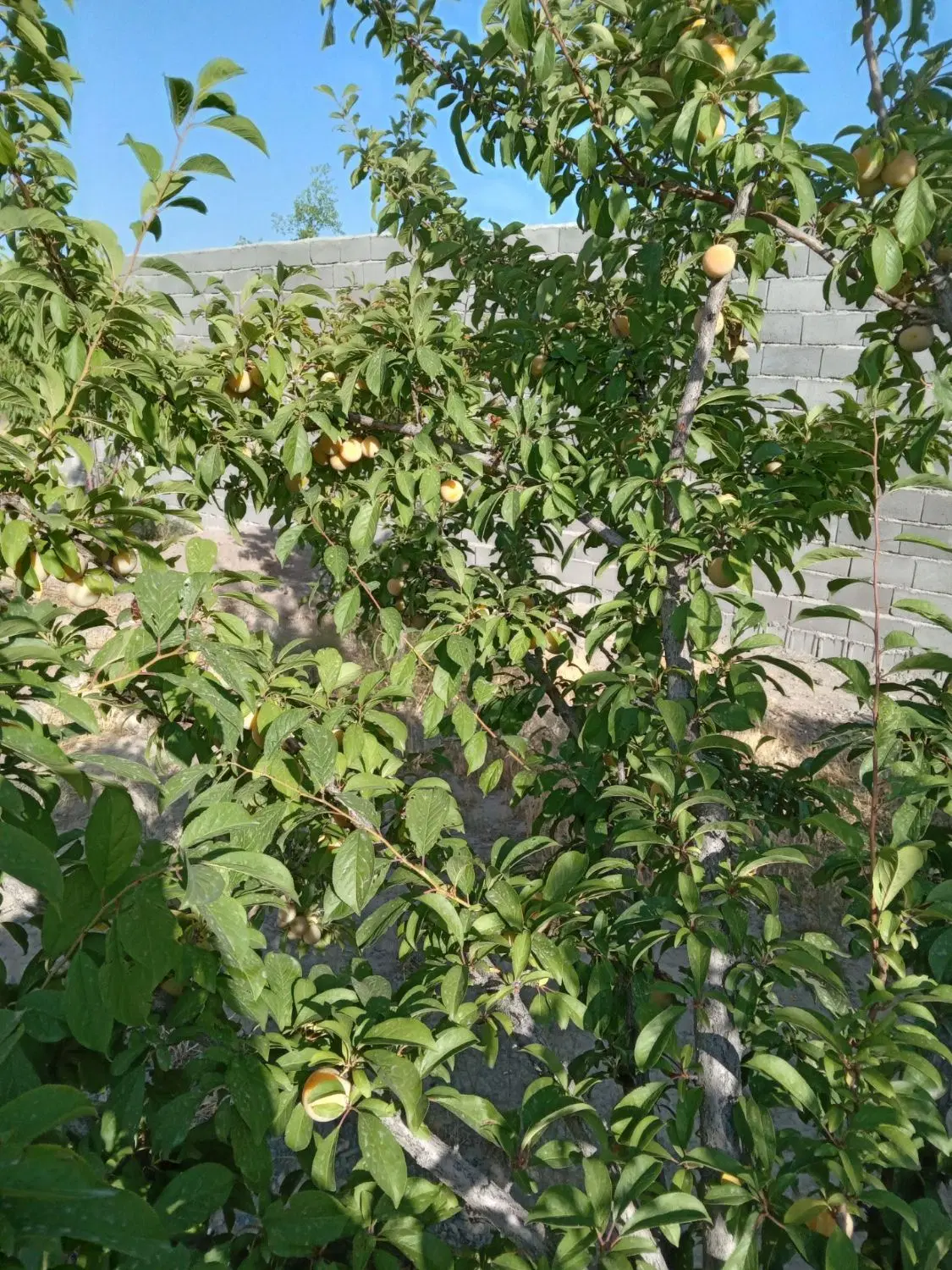 زمین مجموعه ثامن حاشیه ۴۵ متری دو کله