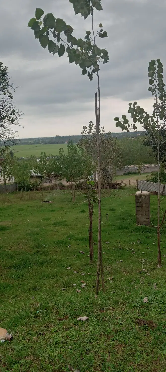 زمین مسکونی کوهپایه