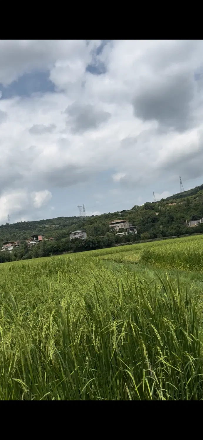 زمین کشاورزی کریکلا