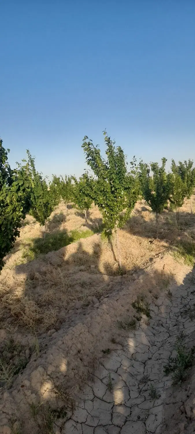 باغ فروشی روستای لطف اباد