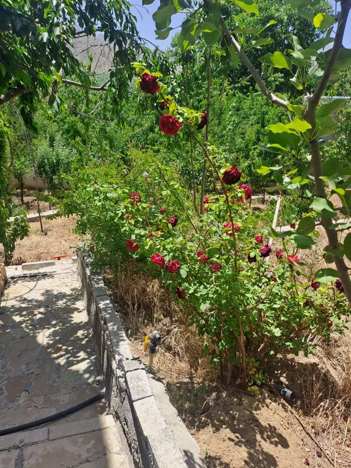 فروش خانه باغ دره مرادبیگ