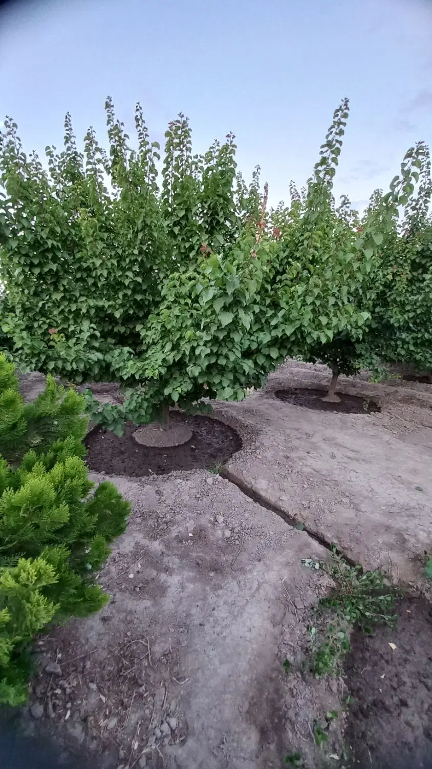 باغ ۱۵۰۰ متری