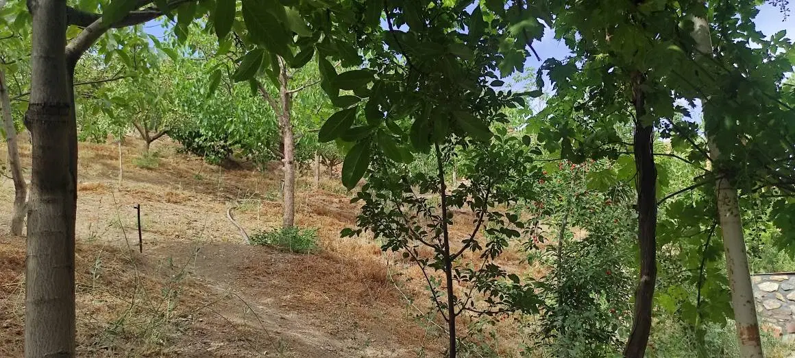 باغ وویلا