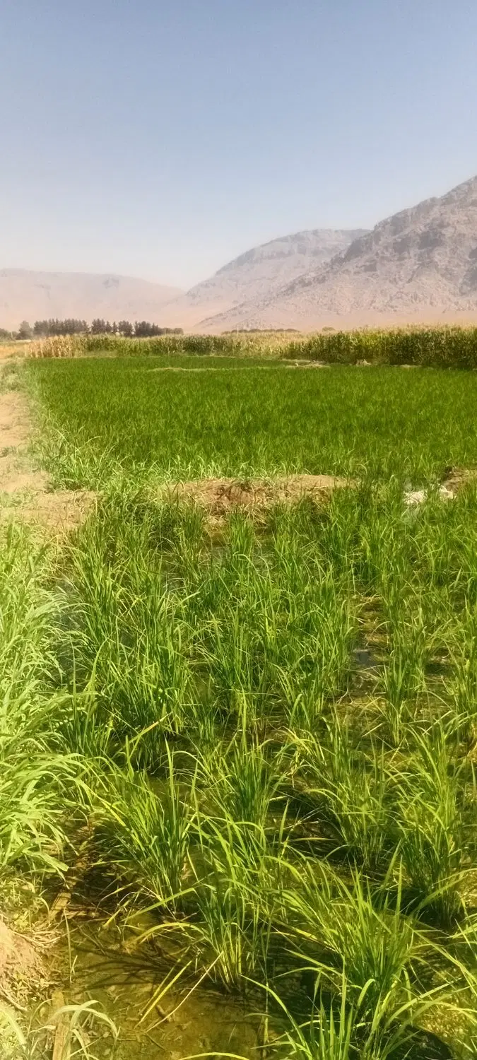 زمین دیم چمچمال