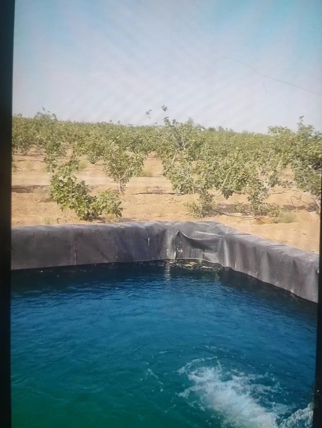 فروش باغ پسته