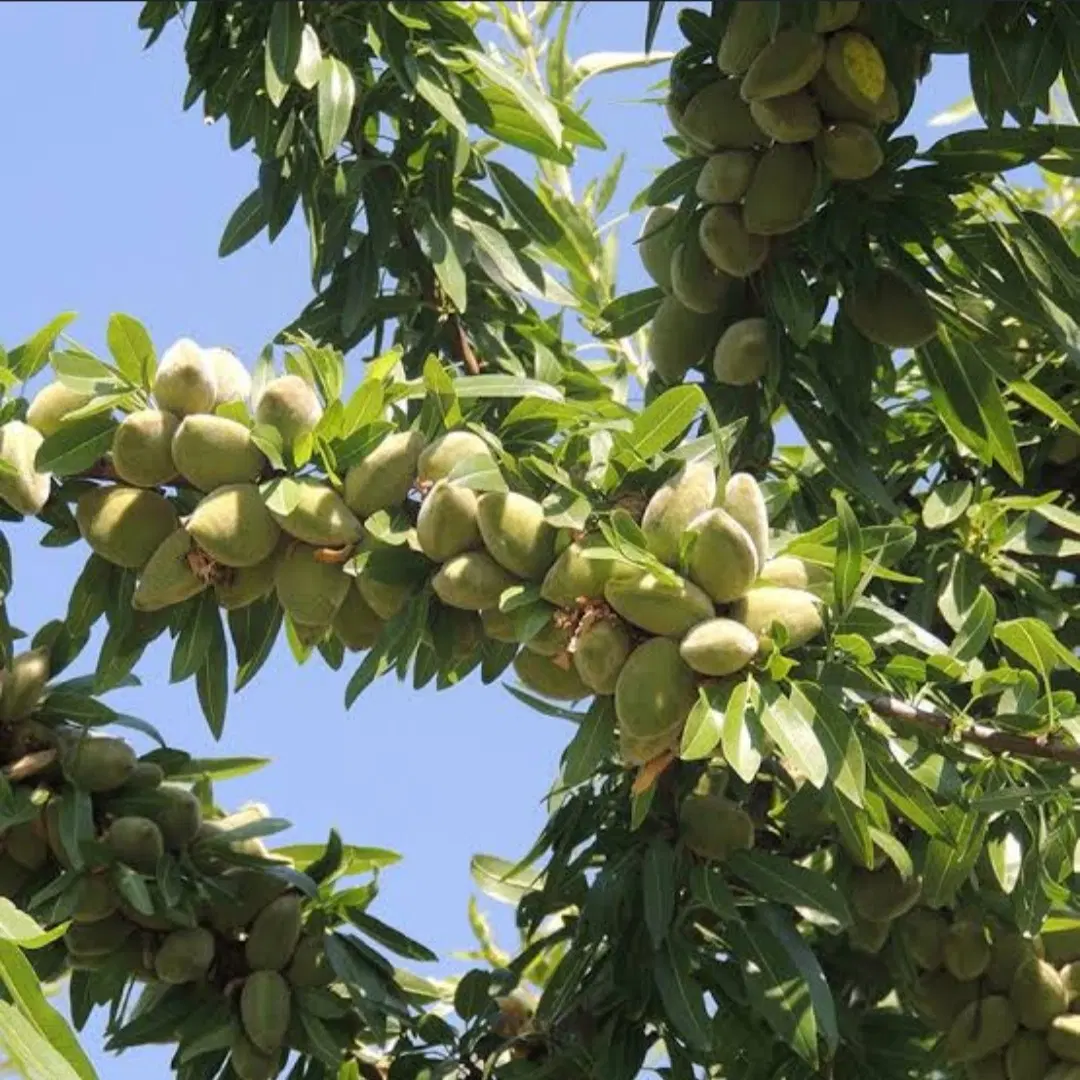 زمین دیمی